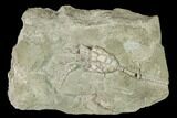 Bargain Fossil Crinoid (Scytalocrinus) - Crawfordsville, Indiana #155929-1